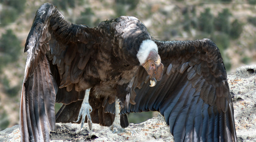 Condor andin