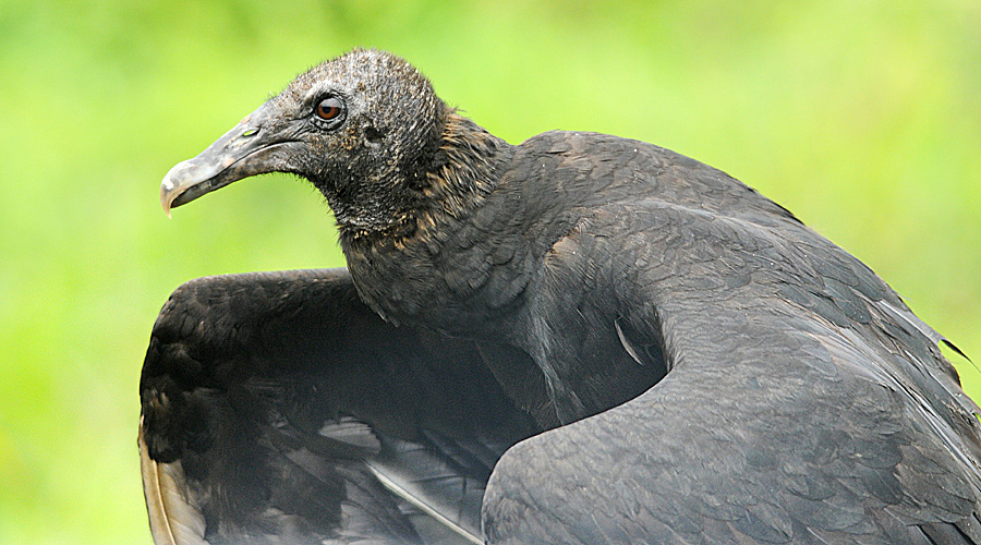 Gouitre negre