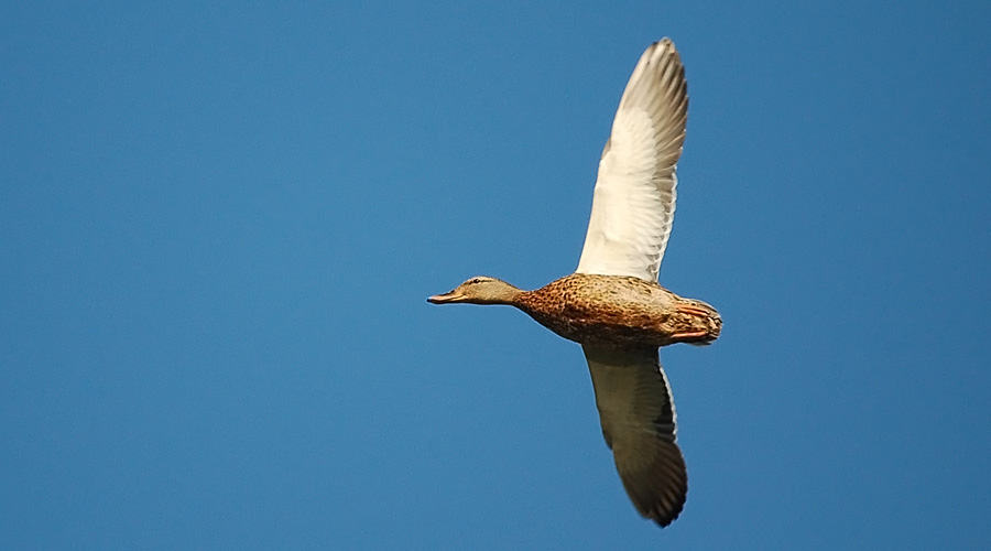 Canard còu-verd (femello)