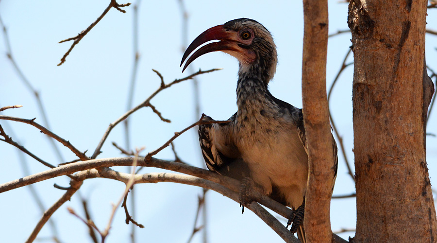 Calaò de la garganto-picoutado (Tockus rufirostris)