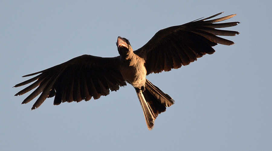 Lofocere brun (Lophoceros bradfieldi)