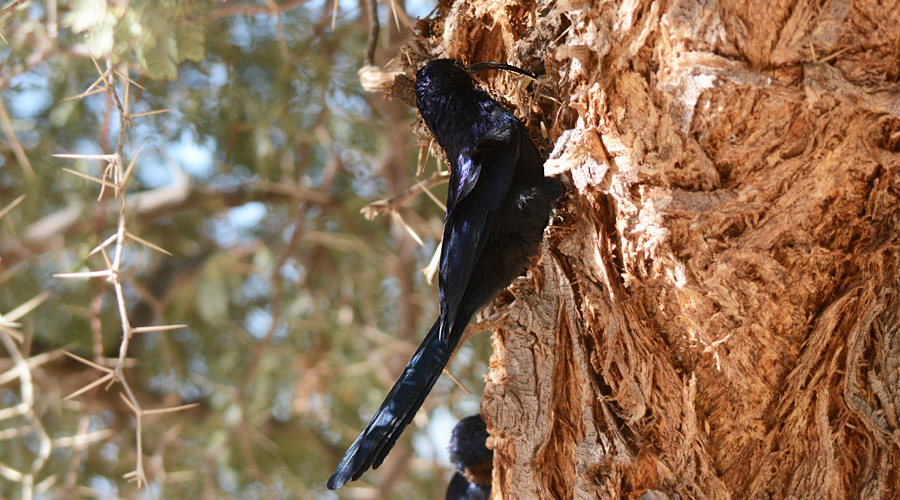 Loupego dóu bè-enarca (Rhinopomastus cyanomelas)