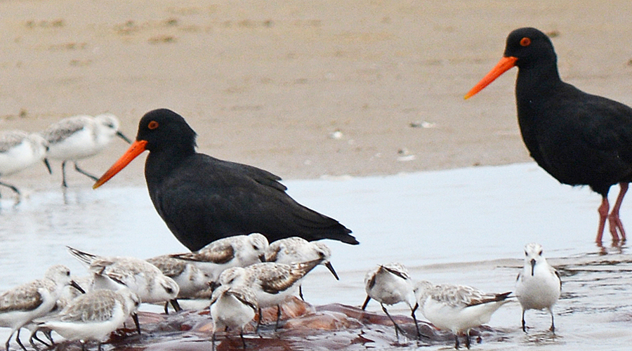 Clauvissièro negro (Haematopus moquini)