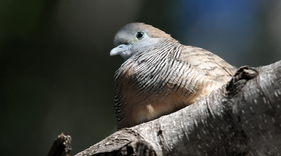 Paloumbello regado (Geopelia striata)