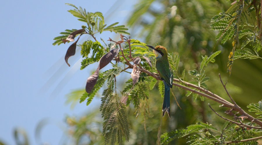 Abiholo à co-de-dindouleto (Merops hirundineus)