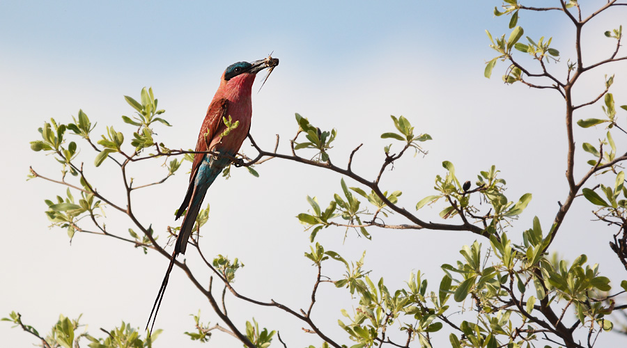 Abiholo roujo (Merops nubicoides)