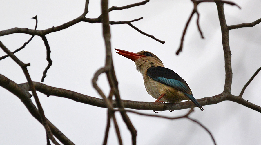 Martin-cassaire rega (Halcyon chelicuti)