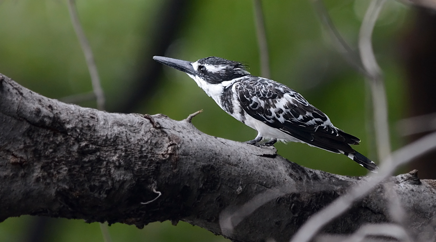 Viro-vènt agasso (Ceryle rudis)