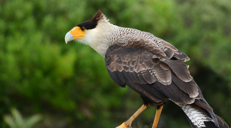 Caracara de la caro-jauno