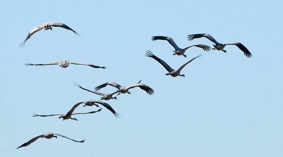 Gruio griso (Grus grus)