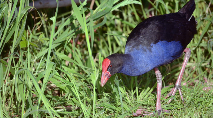 Galino-negro sultano (Porphyrio porphyrio)