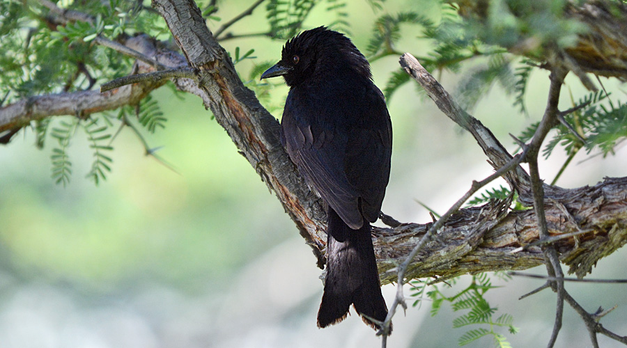 Drongo lusènt