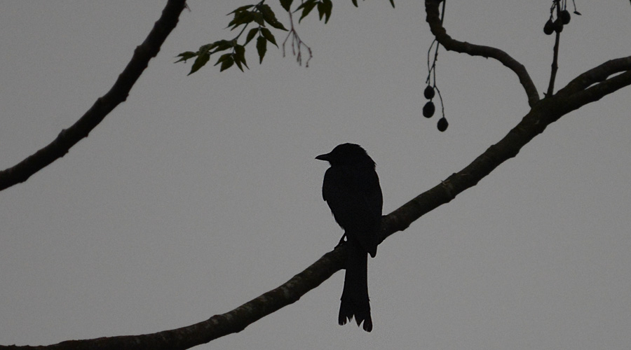 Drongo reiau