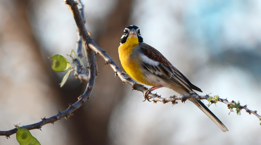 Chi dóu pies-daura (Emberiza flaviventris)