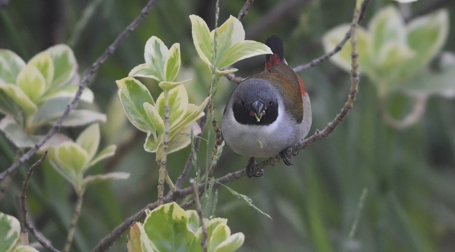 Cocopigo di gauto-negro (Coccopygia melanotis)