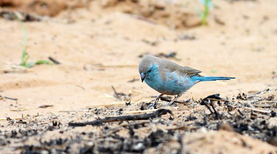 Courdoun-blu angolés (Uraeginthus angolensis)
