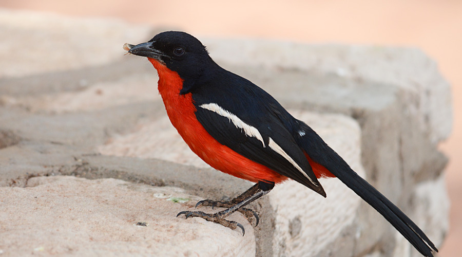 Mourgoun rouge-e-negre