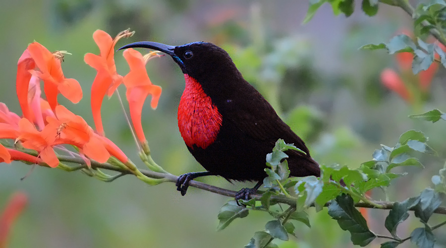 Caucoumitro de la garganto-roujo (Chalcomitra senegalensis)