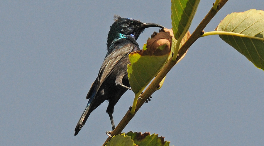 Souimanga de palestino