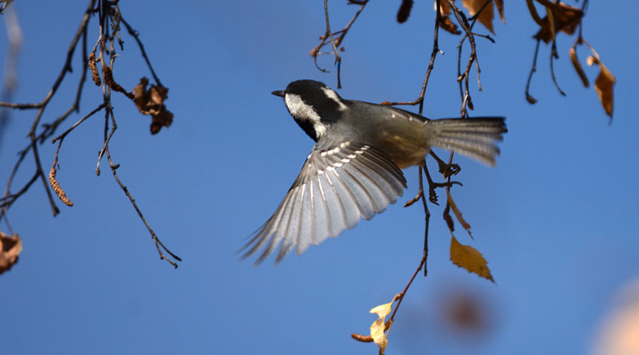 Chincharro de la tèsto-negro (Periparus ater)