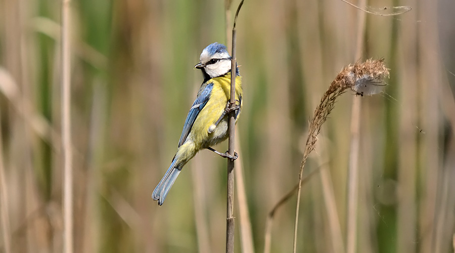 Pimparrin blu (Cyanistes caeruleus)