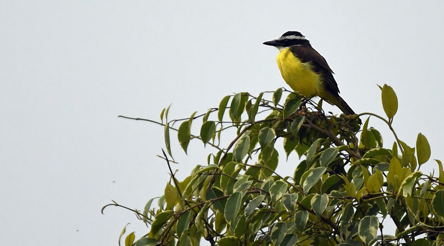 Quiquivi jaune (Pitangus sulphuratus)