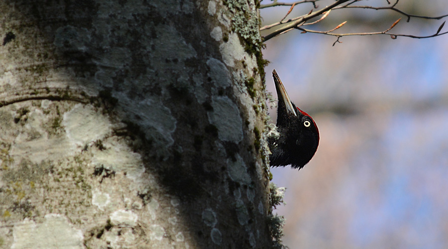 Picatas negre (Dryocopus martius martius)