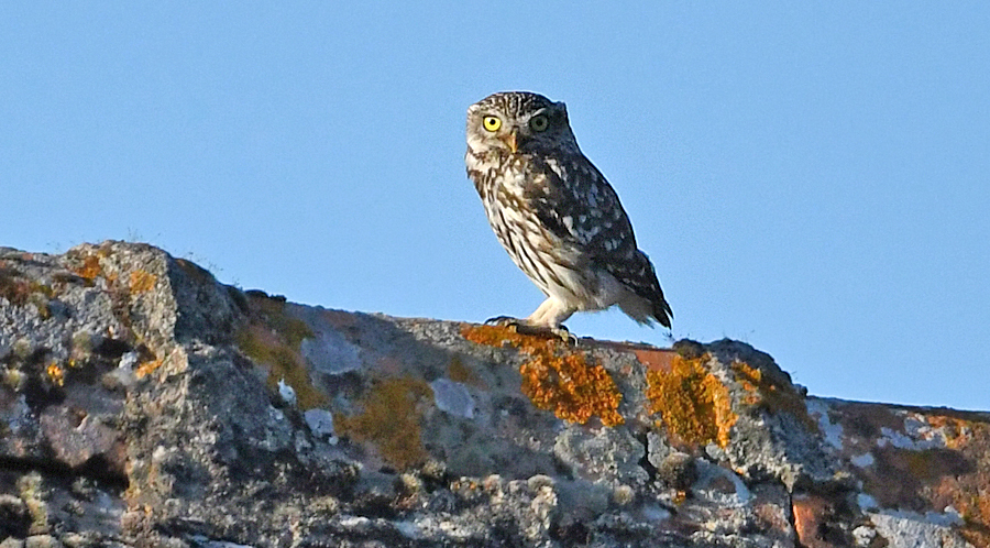 Machoto clapièro (Athene noctua)