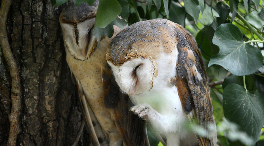 Damo-de-niue Béulòli (Tyto alba)