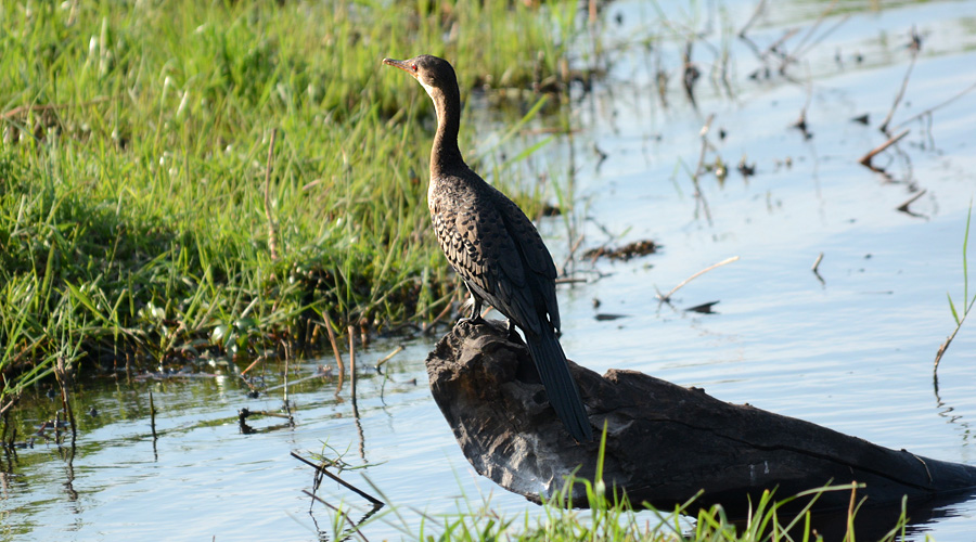 Aninga african (femello)