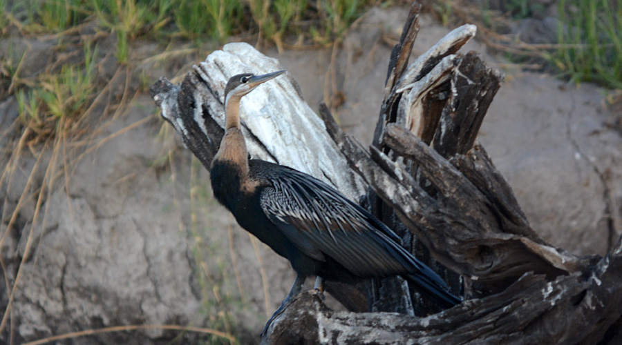 Aninga african