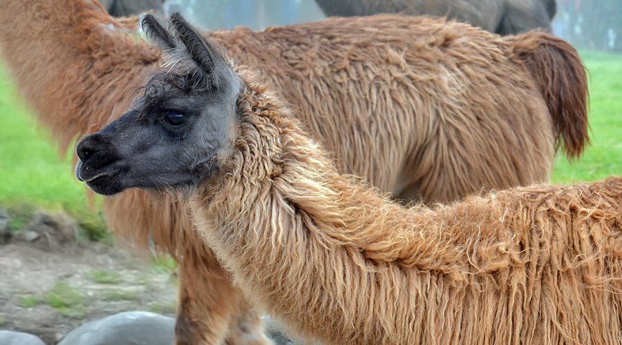 Lama (Lama glama)