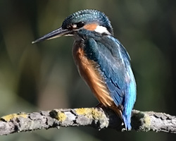Arnié bluiet