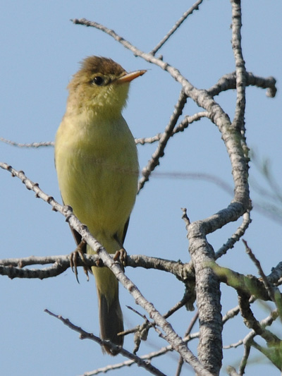 Mousquet jaune
