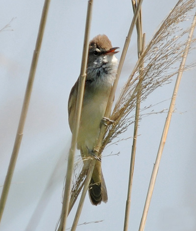 Ressosagno cracra