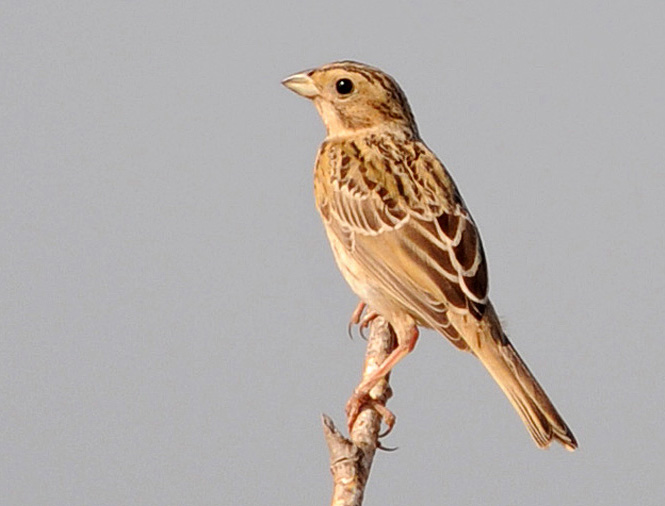 Calandreto criéu (Calandrella brachydactyla)