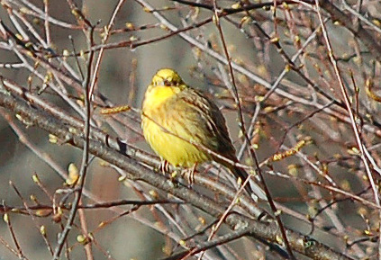 Chi jaune (mascle) Chi gris