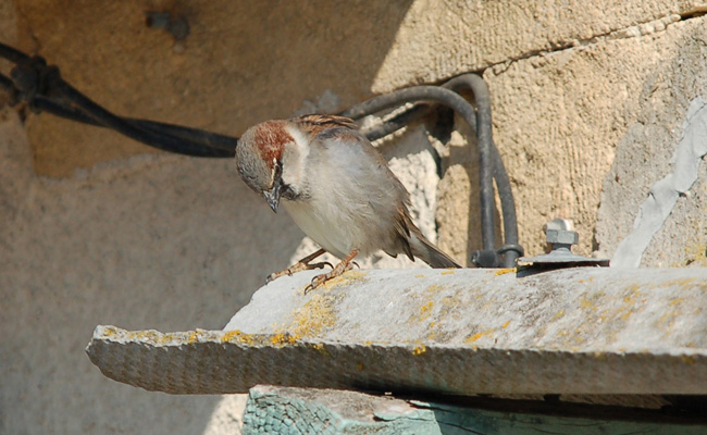 Passeroun de téulisso