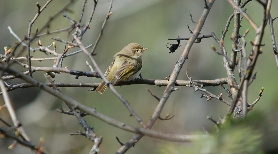 Fifi cuou-jaune