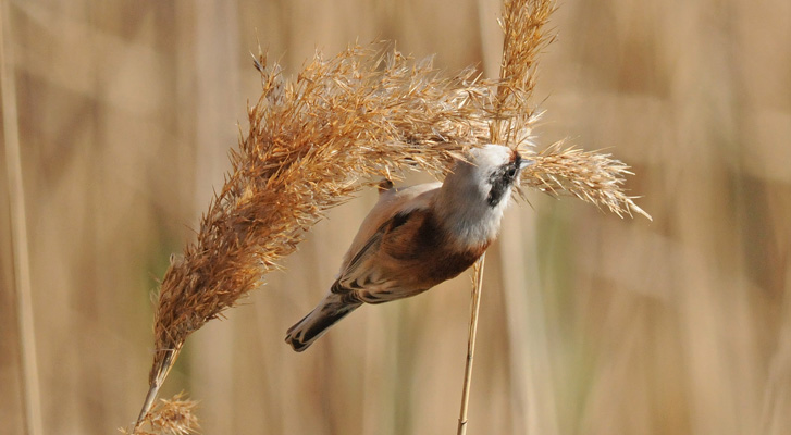 Debassaire enmasca