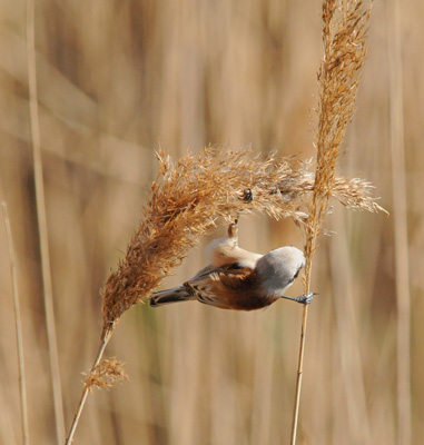 Debassaire enmasca