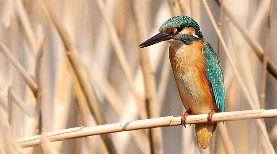 Arnié blu (Alcedo atthis)