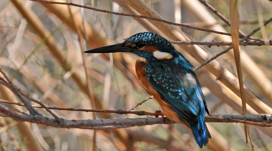 Arnié blu (Alcedo atthis)
