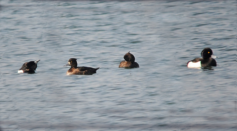 Bouis mourihoun (Aythyia fuligula)