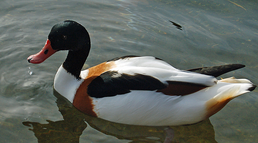 Canard-di-gros bè-rouge