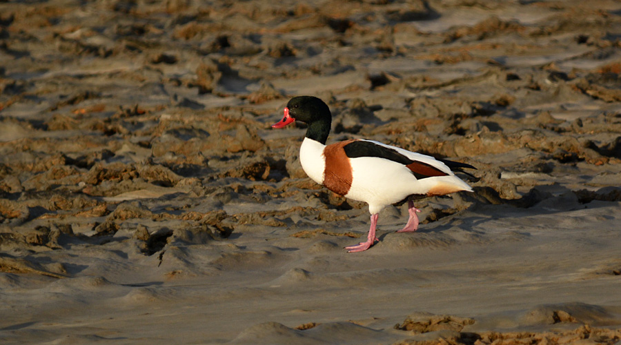 Canard-di-gros bè-rouge
