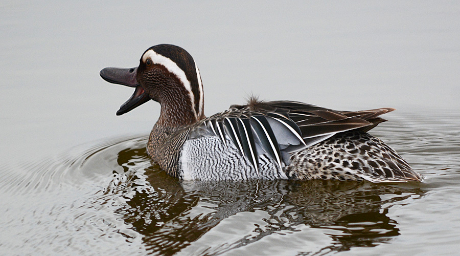 Canard sarcello (Anas querquedula)
