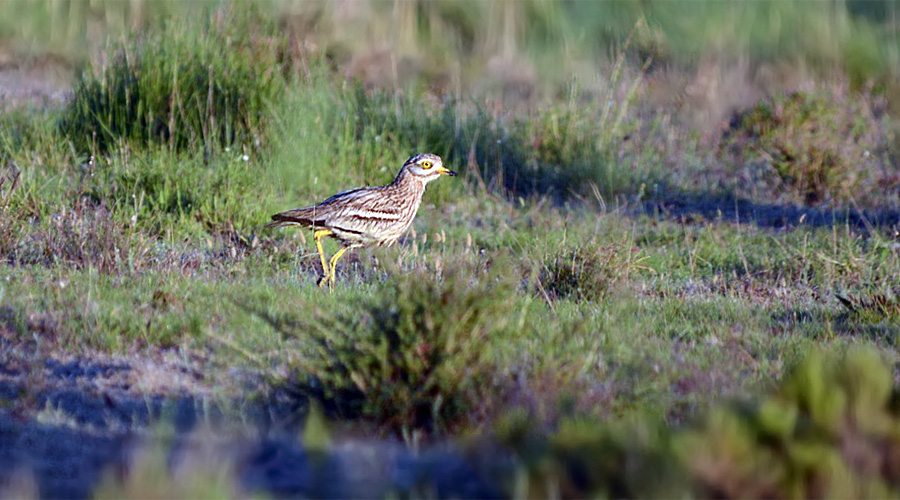 Bel-uei de Crau (Burhinus oedicnemus)