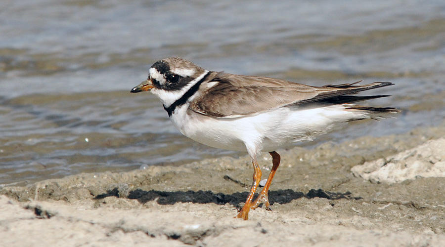 Courrentiho coulassado (Charadrius hiaticula)