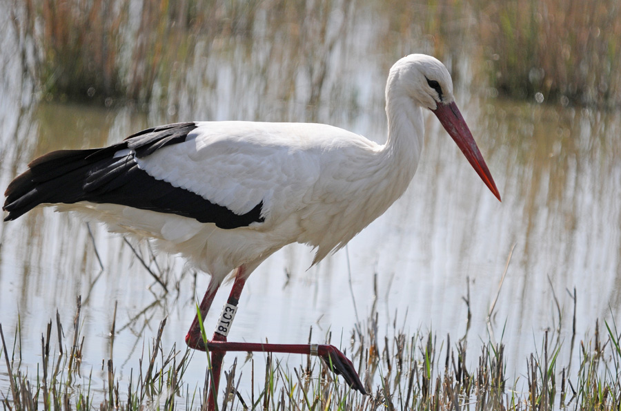 Cigougno blanco